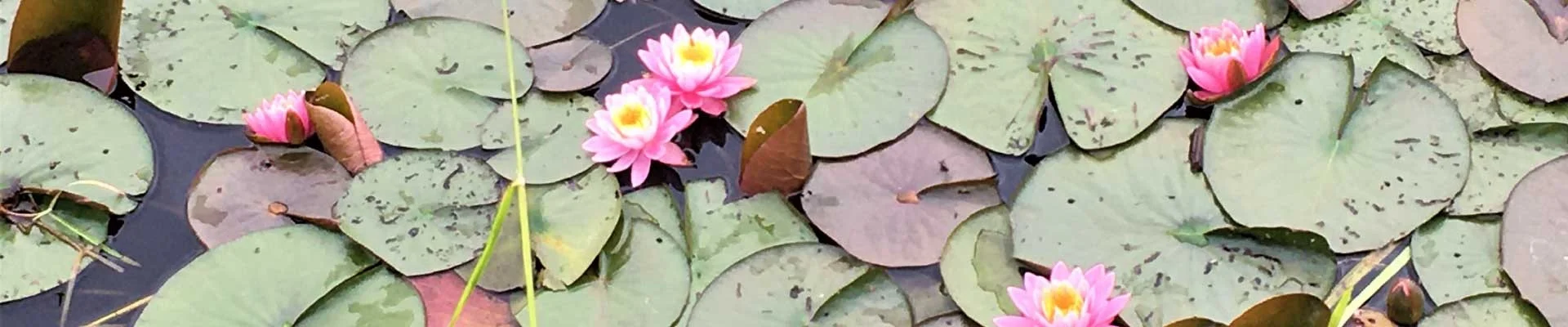 Waterlelies in bloei, dé inspiratie voor het Friese Pompebléd